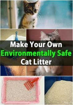 Cat litter is an absolute must if you have indoor catsWhat many people don’t know is that most cat litter brands contain clay that is strip-mined which is harmful to the environmentWhile there Kitty Litter, Cat Hacks, Homemade Cat, Healthy Cat, Cat Care Tips, Chicken Scratch, Cat Training, Animal Projects, Pet Hacks