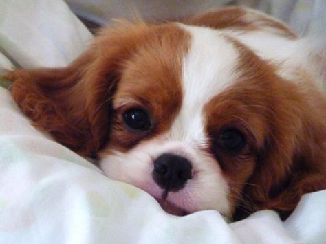 Cavalier Prince Charles Spaniel Cavalier King Charles Spaniel Tricolor, Cavalier King Charles Dog, King Charles Dog, King Charles Cavalier Spaniel Puppy, Puppies And Kitties, Spaniel Puppies, Spaniel Dog, Cavalier King, Charles Spaniel