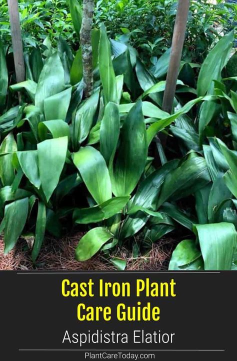 Cast Iron Plant - Aspidistra elatior an old-fashioned, tough, leathery foliage houseplant perfect for cooler areas and a tropical setting [CARE INFO] Cast Iron Plant Outdoor, Cast Iron Plant Care, Cast Iron Plant Landscaping, Cast Iron Plant Indoor, Aspidistra Elatior, Safe House Plants, Pool Oasis, Monkey Grass, Backyard Decorating