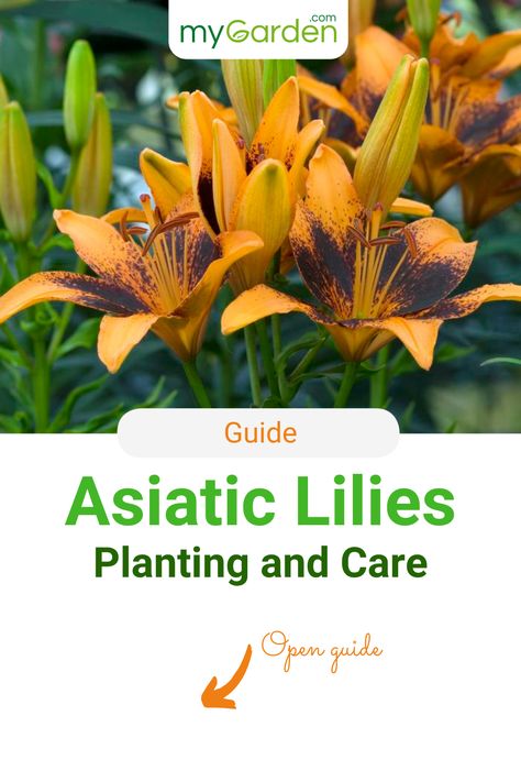 Varying flower shapes, captivating colors: The Asiatic Lilies are easy to cultivate and attractive in many ways. Asiatic Lilies have six petals and bloom between June and August. They grow best in a sheltered place— unaffected by wind and rain. Learn in this mygarden-guide more about planting and care. #lily #asiaticlilies #mygardencom #mygarden #asiaticlily Asiatic Lilies Landscaping Ideas, Lily Companion Plants, Asian Lily, Asian Lilies, Lily Asiatic, Flower Tips, Asiatic Lily, Yellow Asiatic Lilies, Lily Garden