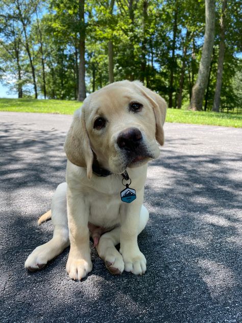 Yellow Labrador puppy named woof Lab Puppies Yellow, Lab Retriever Puppy, English Labrador Retriever, English Lab Puppies, Baby Labrador, Cute Labrador Puppies, Yellow Labrador Puppy, Dog Lab, Yellow Lab Puppy