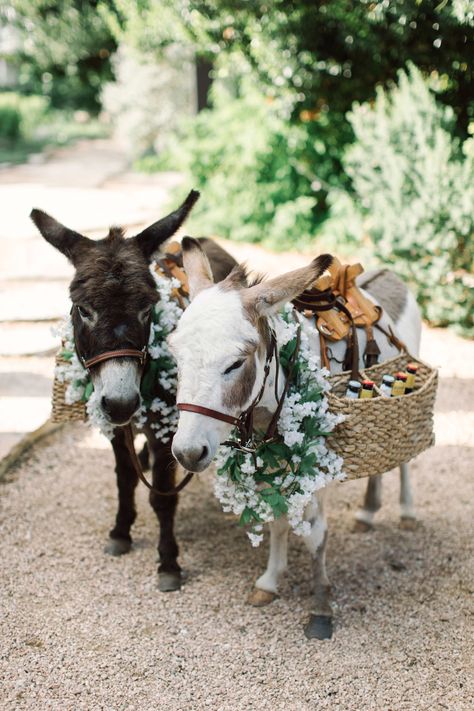 Shrek Wedding, Mini Donkey, Texas Hill Country Wedding, Miniature Donkey, Fall Wedding Color Palette, Martha Weddings, Austin Style, Cute Donkey, Hill Country Wedding