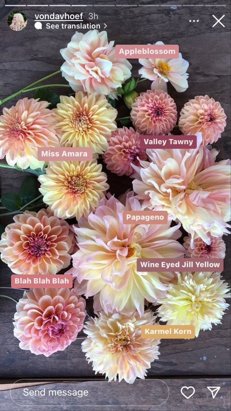 Dahlia Flower Varieties, Garden With Dahlias, Flower Color Schemes Garden, Renuculas Garden, Big Flower Garden Aesthetic, Wedding Bouquets With Dahlias, Dahlia Color Palette, Dahlia Landscaping, Dalias Flowers