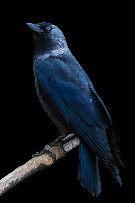 Raven Pictures, Crow Painting, Jackdaw, Crows Ravens, Incredible Creatures, Pretty Animals, Bird Pictures, Exotic Birds, Bird Species