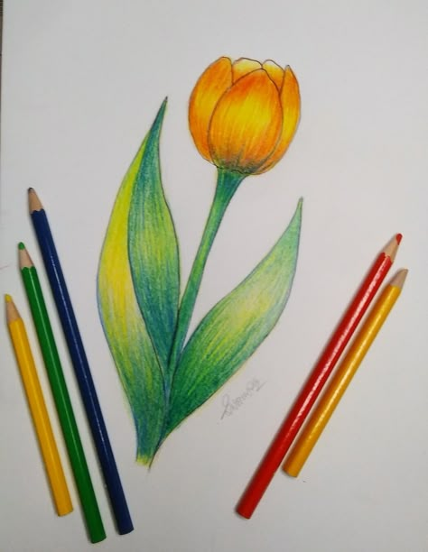 Colored Pencil Art Easy Ideas Flower, Panting Pencil Colour, Steadler Colour Pencils Art, Stadler Colour Pencil Drawing, Colour Pencil Flower Drawing, Easy Colour Pencil Art, Colour Shading Drawing, Drawing Flowers With Colored Pencils, Colourful Pencil Art