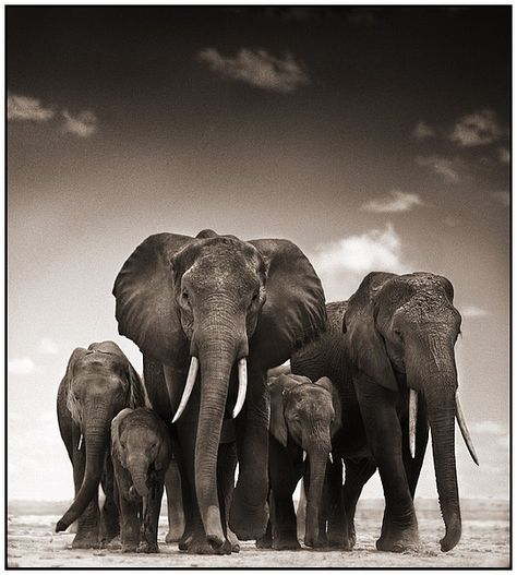 Nick Brandt photography = amazing shots!                                                                                                                                                      More Tattoo Ideas Family, Nick Brandt, Elephant Family Tattoo, Tattoo Elephant, Elephant Photography, Elephant Pictures, Elephants Photos, Elephant Parade, Save The Elephants