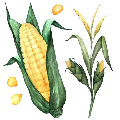 Watercolor illustration of corncob, corn kernel and stalk. Watercolor illustrati #Sponsored , #ad, #Ad, #illustration, #stalk, #illustrati, #corncob Corn Reference, Corn On The Cob Drawing, Corn Stalk Drawing, Corn Watercolor Painting, Corn Sketch, Watercolor Steps, Corn Watercolor, Corn Illustration, Corn Drawing