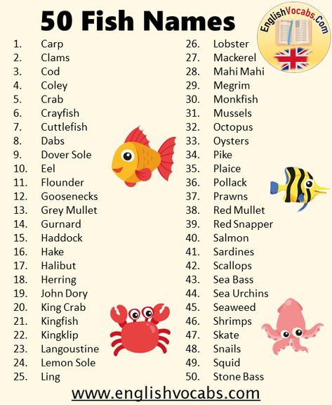 Fish Names, Funny Fish Names, Beta Fish Names, Animals Names In English, Name For Fish Pet, Skate Fish, Smiling Fish, Best Dog Costumes, Fish List