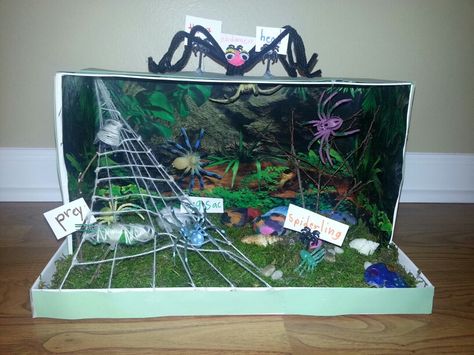 Spider diorama...school project...spider habitat Shoe Box Diorama, Insect Unit Study, Biomes Project, Basic Sketch, Oviparous Animals, Diorama Kids, Habitats Projects, Kindergarten Projects, Animal Activities