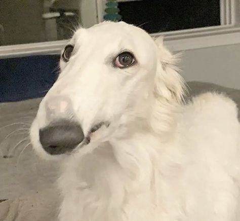 Borzoi Sketch, Long Nose Dog, Long Face Dog, Sneep Snorp, Borzoi Dog, Long Dog, Goofy Dog, Long Nose, Long Face