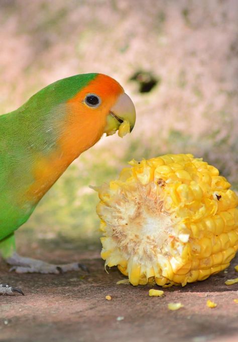 Parrot Diet, Parrot Care, Parrot Food, Talking Parrots, Parrots Art, Corn Plant, Parrot Toys, Healthy Veggies, Proper Diet