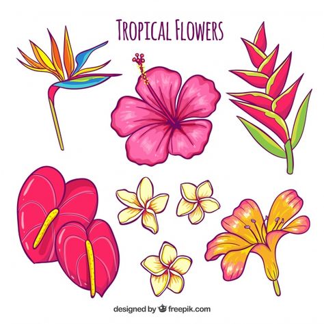 Hand drawn tropical flower set | Free Vector #Freepik #vector #freeflower #freefloral #freeflowers #freehand Drawing Of Different Flowers, Tropical Flower Doodle, Island Flowers Drawing, Hawaiian Flower Doodle, Hand Drawn Poster Ideas, Simple Tropical Flower Drawing, Hawaiian Flower Illustration, Tropical Things To Draw, Hawaii Aesthetic Drawing