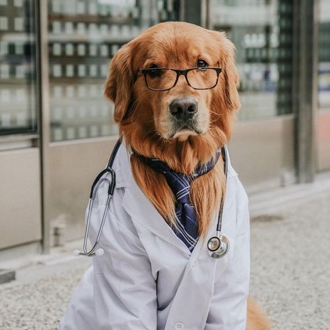 The Dogtor will see you now! 🐾 We put together a list of common summertime hazards to help keep your pooch out of the emergency room this season. A Vetster vet is only a video call away if your pet gets into trouble: bit.ly/vsummeremergencies 🩺 📸 IG livingthatgoldenlife Grooming Business, Dog Grooming Business, Pet Vet, Dog Wallpaper, Therapy Dogs, Dog Carrier, Animal Hospital, Dog Drawing, Happy Healthy