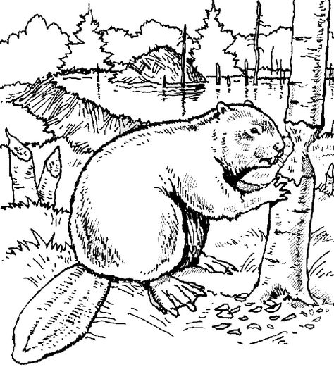 Beaver Chewing Tree Coloring Page Beaver Pictures, Farm Animal Coloring Pages, Tree Coloring Page, Animals Coloring, Coloring Pages For Boys, Wood Burning Patterns, Beautiful Animals, Animal Coloring Pages, Hamsters