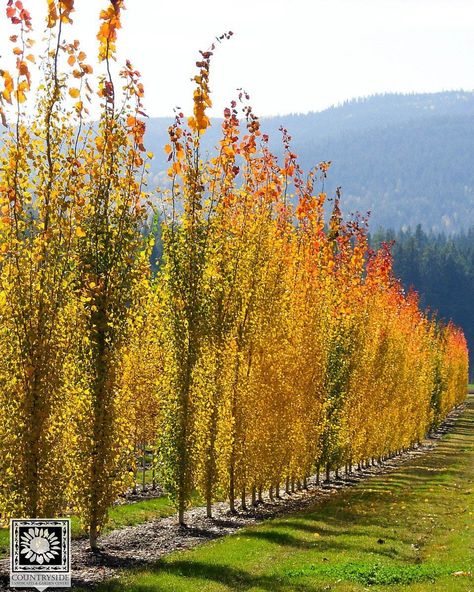 Swedish Columnar Aspen Tree, Swedish Aspen Tree, Swedish Columnar Aspen, Populus Tremula, Narrow Trees, Aspen Landscaping, Colorado Garden, Birch Trees Landscaping, Garden Aesthetics