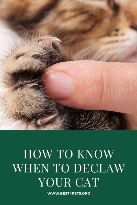 Find out when you should be declawing your cat and how it will change them. #animals #petstuff #welovepets #healthypet #pethealth #crazycatlady #firsttimecatowner #ilovecats #cathealth Declawing Cats, First Time Cat Owner, Healthy Pets, Cat Facts, Cat Health, Happy Animals, Pet Health, Crazy Cat Lady, My Cat