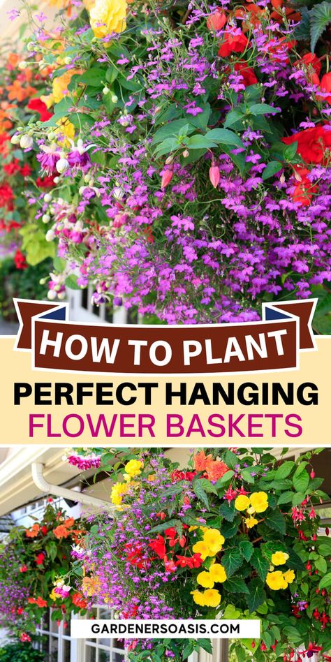 Tomato Hanging Basket, Hanging Basket Plants, Plants For Shade, Ivy Geraniums, Full Sun Flowers, Trailing Flowers, Plant Benefits, Asparagus Fern, Flower Baskets