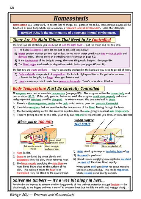 Homeostasis Biology Notes Gcse, Biology Homeostasis Notes, Homeostasis Biology Notes, Homeostasis Notes, Biology Revision Gcse, Gcse Biology Revision Notes, Gcse Science Revision, Gcse Biology, Bio Notes