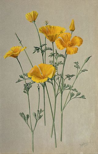 "San Diego California Poppy- Eschscholzia californica" 1908-1918 by A. R. Valentien - Albert R. Valentien (1862-1925) American art pottery decorator and botanical artist. Watercolor San Diego Natural History Museum Booklet Inspiration, Wildflower Sketch, Tattoo Thoughts, California Wildflowers, Poppy Drawing, Poppies Tattoo, Natural History Museum, California Poppy, Botanical Painting