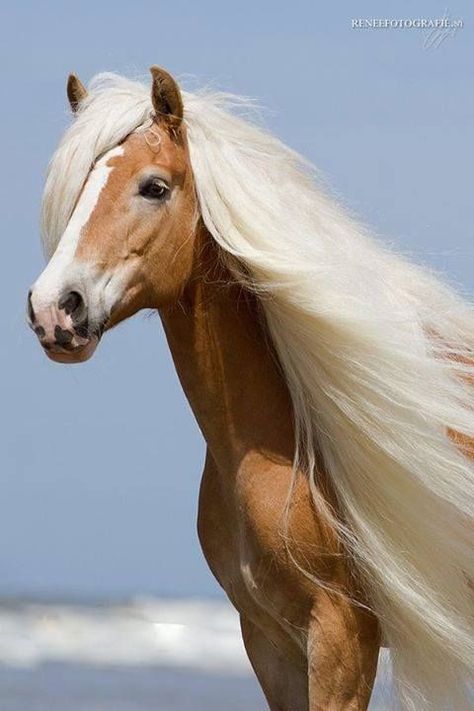 beautiful horse with white flowing hair Ahal Teke, Regnul Animal, Palomino Horse, Most Beautiful Horses, Grass Field, Majestic Horse, All The Pretty Horses, Horse Crazy, Majestic Animals