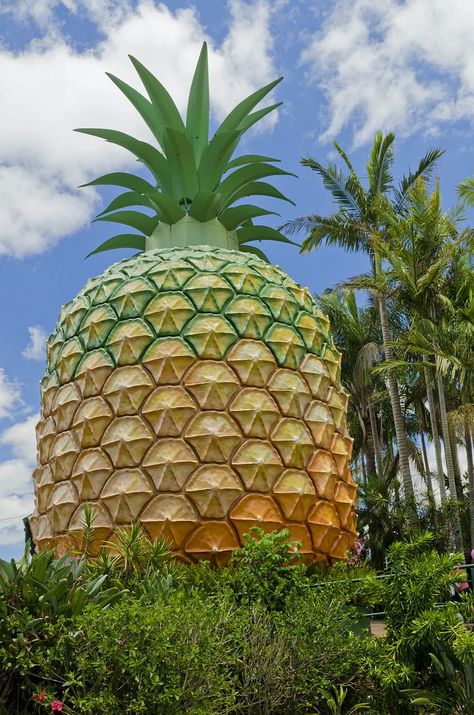 Larry The Lobster, Big Pineapple, Australia City, Road Trip Stops, Australia Road Trip, Australian Road Trip, Happy Australia Day, Australia Photos, Giant Food