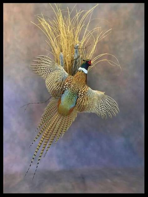 Pheasant Wall Mount, Pheasant Taxidermy Mount, Pheasant Mounts Taxidermy, Pheasant Taxidermy, Pheasant Mounts, Duck Mounts, Deer Mount Ideas, Ringneck Pheasant, Waterfowl Taxidermy