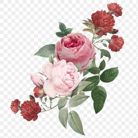 Pink Rose Png, Roses Flowers Bouquet, Rose Flower Png, Bouquet Illustration, Png Rose, Flower Png Images, Futurisme Retro, Rose Png, Rosé Png