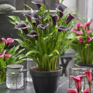 Dubai Nights Calla Lily Growing in a Container. Calla Lily Bulbs, Black Calla Lily, Container Water Gardens, Summer Flowering Bulbs, Calla Lily Flowers, Lily Bulbs, Lily Plants, Calla Lilies, Chelsea Flower