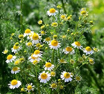 10 Medicinal Herbs to Plant in Early Spring - The Lost Herbs Chamomile Lawn, Chamomile Growing, Chamomile Seeds, Chamomile Plant, Lawn Alternatives, Herbal Plants, Roman Chamomile, Perennial Herbs, Herb Seeds