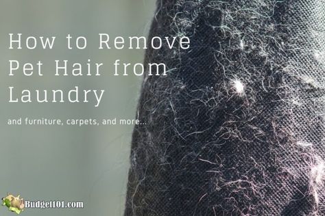 Remove Dog Hair From Laundry, Remove Pet Hair From Laundry, Pet Hair Removal Laundry, Smell Clean, Pet Hair Dryer, Dog Hair Removal, Colorful Hairstyles, Cleaning Diy, Cat Hair Removal