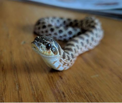 If you this is cute, wait until you see #2 on our cutest snakes list. Cute Hognose Snake, Baby Reptile, Western Hognose Snake, Danger Noodles, Stories Pictures, Hognose Snake, Baby Snakes, Pretty Snakes, Reptile Room