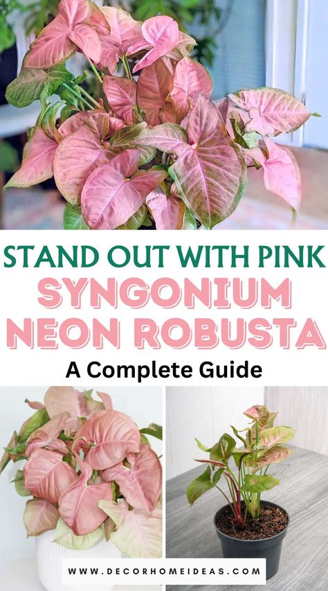 Elevate your indoor jungle with the Syngonium Neon Robusta, the vibrant pink standout. Unearth a complete guide to care, propagation, and styling, and make your space pop with the allure of this unique plant. Types Of Syngonium Plants, Neon Robusta Syngonium, Syngonium Wendlandii Care, Syngonium Pink Spot, Syngonium Neon Robusta, Syngonium Neon Pink, Syngonium Podophyllum Pink, Pink Plant, Indoor Jungle