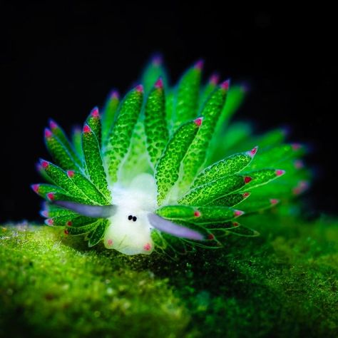 Nicknamed as "Shaun the Sheep" by many divers in the Philippines, this strange cute tiny sea creature is known as the "Leaf slug" or "Leaf sheep" Leaf Slug, Sea Sheep, Leaf Sheep, Strange Beasts, Cnidaria, Sea Slugs, Shaun The Sheep, Sea Slug, Tropical Forest