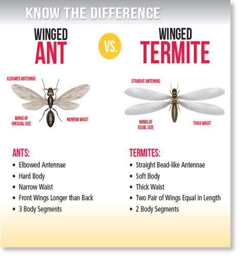 Do you know the difference between Flying Termites and Flying Ants? Activ Pest Solutions will do a free inspection for either. Call today! Flying Termites, Ants With Wings, Study Success, Flying Ants, Education Facts, Termite Control, Life Learning, Hard Body, Price Quote