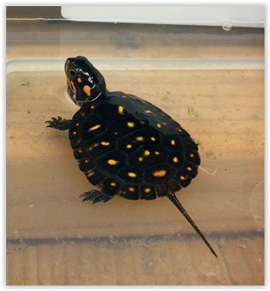 little baby spotted turtle (Clemmys guttata) Mud Turtle, Yellow Bellied Slider, Spotted Turtle, Kawaii Turtle, Baby Sea Turtles, Ball Python Morphs, Aquatic Turtles, Turtle Bay, Tortoise Turtle