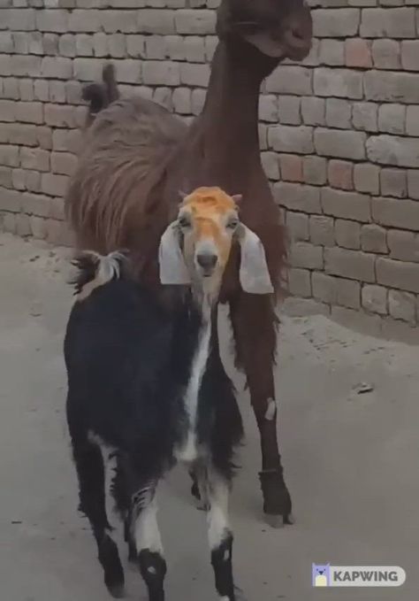 Dancing Animals, Goats Funny, Cute Goats, Animal Antics, Funny Animal Jokes, 웃긴 사진, Cute Wild Animals, Funny Animal Memes, Cute Animal Videos