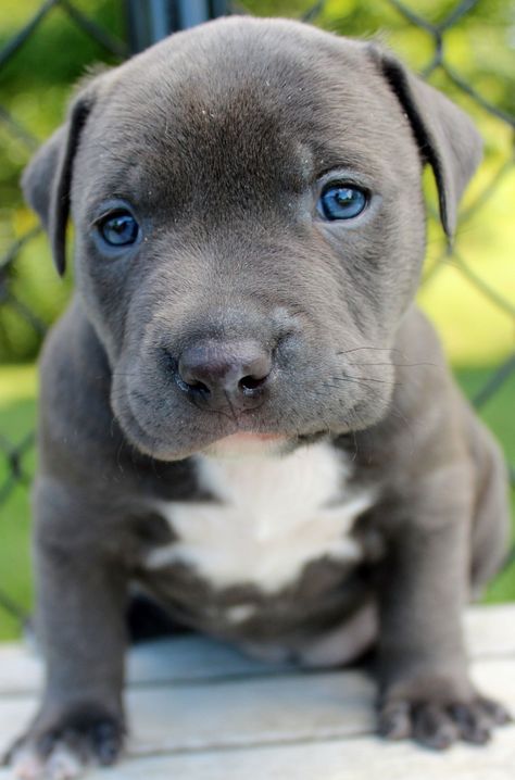 Pitbull puppy Blue Eyed Pitbull, Stafford Puppy, Blue Pitbull Puppy, Grey Pitbull Puppies, Pit Bull Puppies Blue, Blue Nose Pitbull Puppies, Pitbull Blue, Pit Puppies, Pitbull Dog Breed