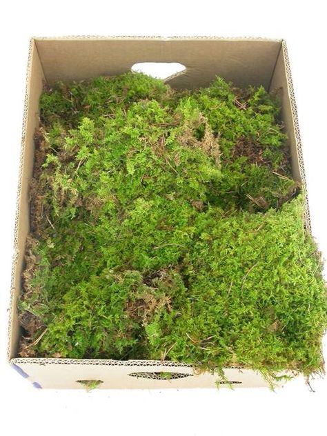 Fresh moss Sheet Moss, Holiday Greenery, Wedding Projects, Gold Tips, Fresh Cut, Holidays Thanksgiving, Fresh Green, Bright Lights, Green Christmas