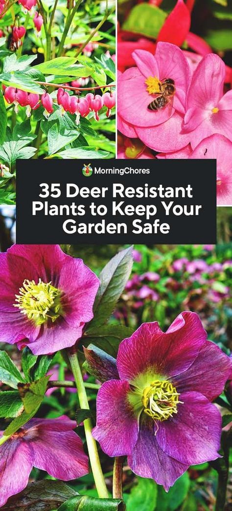 Landscape Front Yard, Low Maintenance Landscape, Deer Repellent, Deer Deterent, Daffodils Planting, Deer Resistant Flowers, Deer Resistant Garden, Deer Proof, Garden Shade