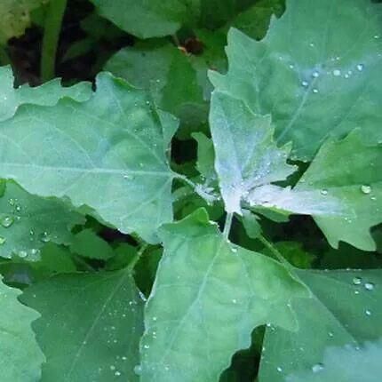 Survival Plants, Wild Spinach, Wild Crafting, Permaculture Farm, Edible Weeds, Wild Foraging, Wild Food Foraging, Food Foraging, Edible Wild Plants