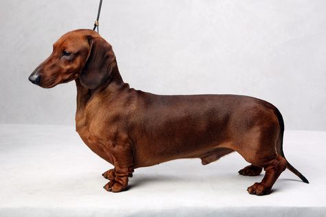 Blue the Dachshund (Smooth). Blue, registered as Spellbounds You Go First, is owned by Kim S. Brown. (Fred R. Conrad, a New York Times photographer, set up a studio at the 2013 Westminster Kennel Club dog show and invited Best of Breed winners to pose.) Smooth Dachshund, Westminster Dog Show, Dachshund Funny, Really Cute Puppies, Search History, Funny Dachshund, Entertainment Business, Pet Gate, Beagle Dog