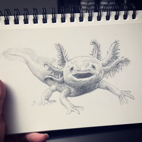 This is a for real animal! Lololol This axolotl was on my list for a while and I was finally able to draw this silly thing. Isn’t it just ridiculous? I love this lil guy. He’s so happy. He doesn’t axolotl questions. Just accepts life as it comes. 8.5x5.5 pencil. I hope to have the last batch of my Animalia drawings ready this summer. Tell me some other funny animals to draw! #animalia100 #axolotl #axolotlart #drawing #animalillustration #pencildrawing #artcollection Axolotl Drawing Realistic, How To Draw An Axolotl, Axolotl Sketch, Axolotl Drawings, Axolotl Painting, Axolotl Tattoo, Axolotl Drawing, Animals To Draw, Axolotl Questions