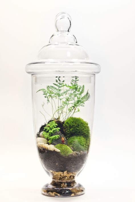 Forest Terrarium, Terrarium Art, Terrarium Ideas, Beautiful Terrariums, Mini Gardens, Mini Plant, Plant Terrarium, Moss Terrarium, Moss Garden