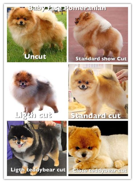 Pom Haircut, Pomeranian Haircut Hairstyles, Pomeranian Hairstyles, Pomeranian Puppy Haircut, Pomeranian Grooming, Pomeranian Full Grown, Pomeranian Colors, Pomeranian Haircut, Baby Pomeranian