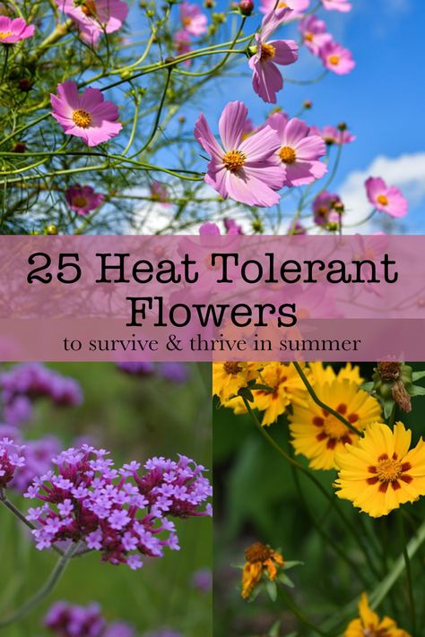 These are heat-tolerant flowers that can fill your garden with delicate and vibrant blooms through those sweltering summer months. Ideas for your summer garden. Perennial Flowers That Bloom All Summer, Plants For Hot Weather, Drought Tolerant Flowers, Flowering Plants In India, Heat Tolerant Flowers, Heat Tolerant Plants, Courtyard Plants, California Flowers, Flowers Last Longer