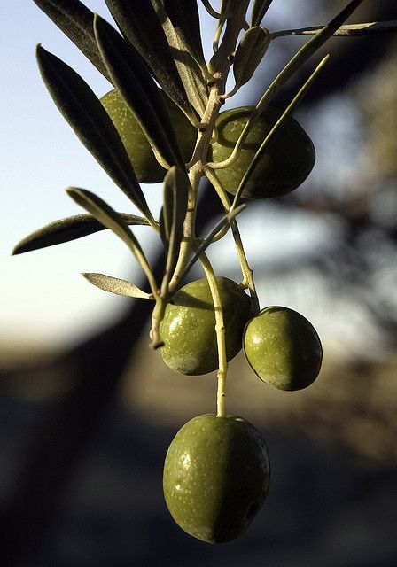 Olive Morning | Flickr Olive Tree Care, Growing Olive Trees, Dream Garden Backyards, Modern Water Feature, Front Lawn Landscaping, Fall Garden Vegetables, Recycled Garden, Fruit Photography, Olive Gardens