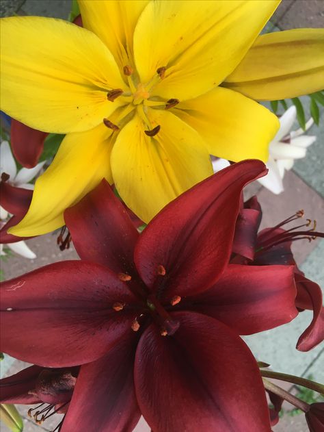 Lily flower garden maroon and yellow Maroon Yellow Color Palette, Maroon And Yellow Wedding, 33 Birthday, Flower Backdrop Wedding, Brisbane Broncos, Color Palette Yellow, Yellow Theme, Backdrop Wedding, Colour Combos