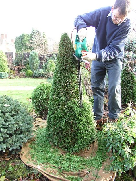 Conifers Garden, Garden Site, Topiary Garden, Garden Shrubs, Cedar Trees, Early Winter, Garden Care, Landscaping Plants, Main Page