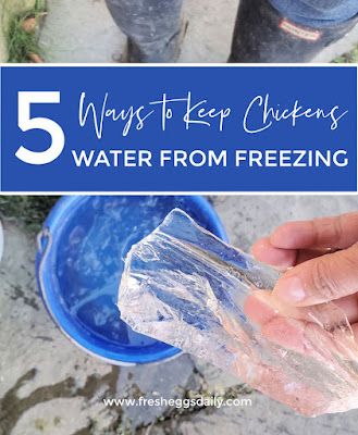 Five Easy Ways to Keep your Chicken Water from Freezing this Winter - Fresh Eggs Daily® Water For Chickens In Winter, Keeping Water Troughs From Freezing, Best Chicken Feeder And Waterer, Chicken Water In Winter, How To Keep Chickens Water From Freezing, Chicken Watering System Winter, How To Keep Water From Freezing In Coop, Heated Water For Chickens, Diy Chicken Waterer For Winter