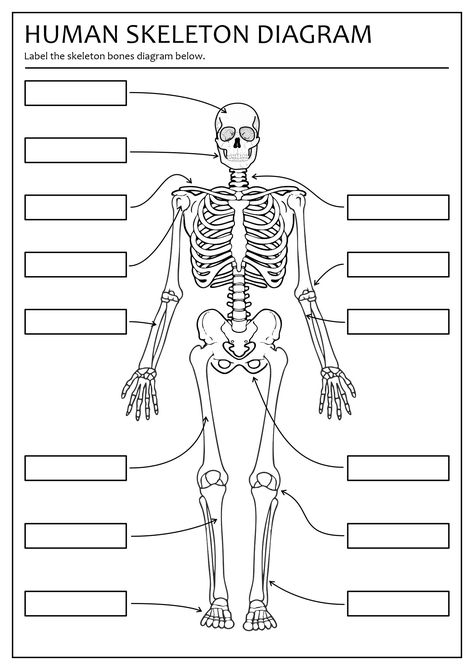 15 Printable Bone Worksheets / worksheeto.com Human Skeleton Labeled, Skeleton Labeled, Skeletal System Worksheet, Human Body Worksheets, Human Skeletal System, Human Skeleton Anatomy, Science Major, Human Body Activities, Body Bones